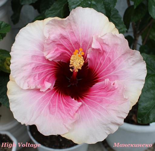 IMG_2404High Voltage 030909.jpg