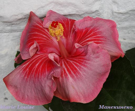 IMG_2410Marie Louise   раскрылся 0300909.jpg