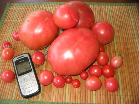 СБОРНАЯ СОЛЯНКА