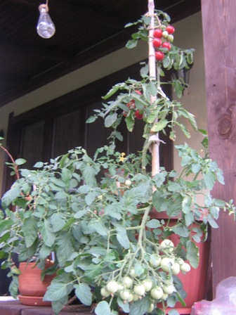 Линду можно не пасынковать