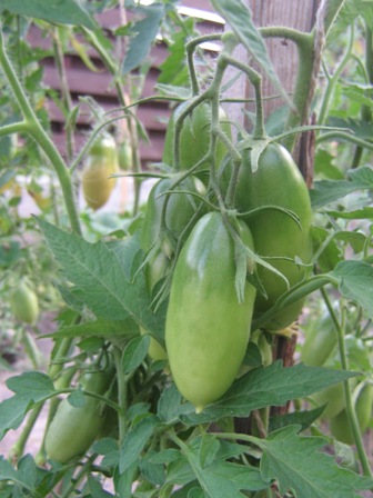 Варвара прекрасно сохраняется, тверденькая, не жилистая, обрываю недоспевшей, очень много завязи.