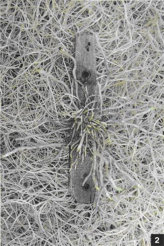 Полириза на мхе