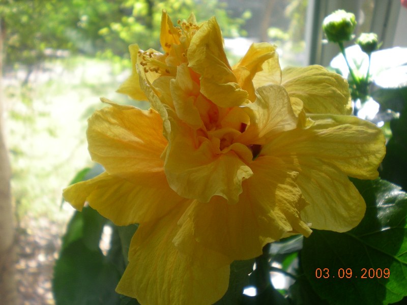 распустился мой второй гибиск