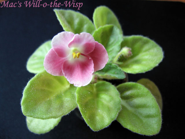 Mac's Will-o-the-Wisp.jpg