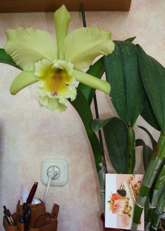 BLC Magic Meadow ''Napoleon&quot; Пахнет яблочно-цветочно.....только днём