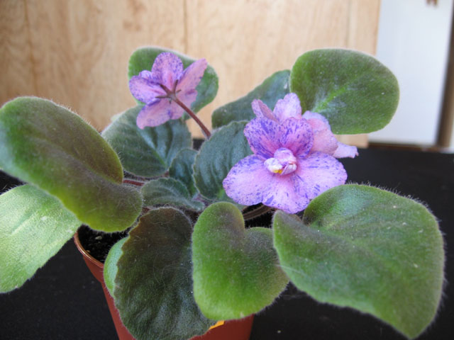 Спортик получился!