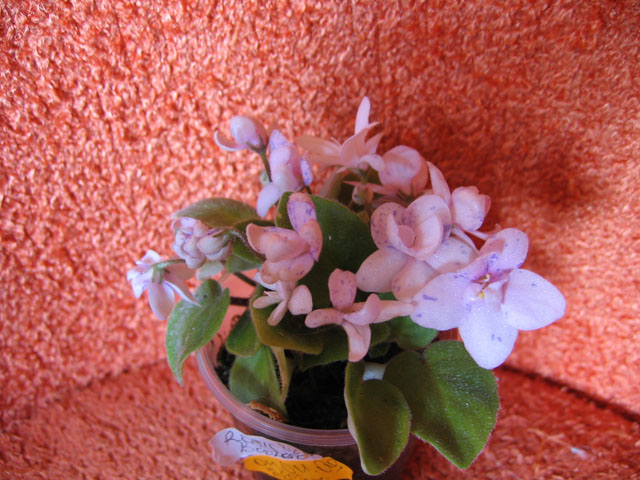 Rob’s Boolaro2.jpg