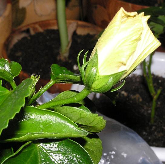 Будущий махровый голландский лососик