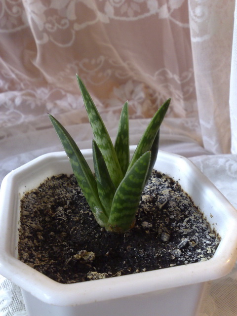 Какой свет и полив любит этот коротыш? :)