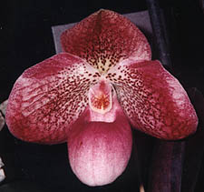 2201 Paph. micranthum 'Elim #2' x Paph. bellatulum 'In-Charm'.jpg