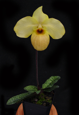2284 Paph. armeniacum '#17' x Paph. vietnamense 'In-Charm'.jpg