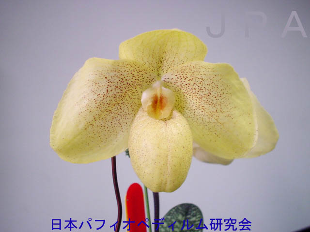 2547 Paph. armeniacum x Paph. S. Gratrix 'In-Charm' $12.jpg