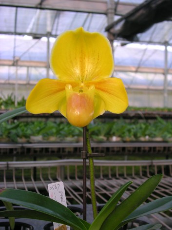 2567 Paph. Emerald Magic 'In-Charm' x Paph. helenae 'Hsiao'.jpg
