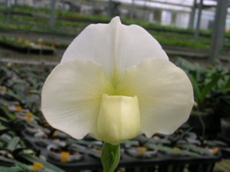 2572 Paph. Pacific Shamrock 'Chao Chou' x Paph. In-Charm White 'Cooperation'.jpg