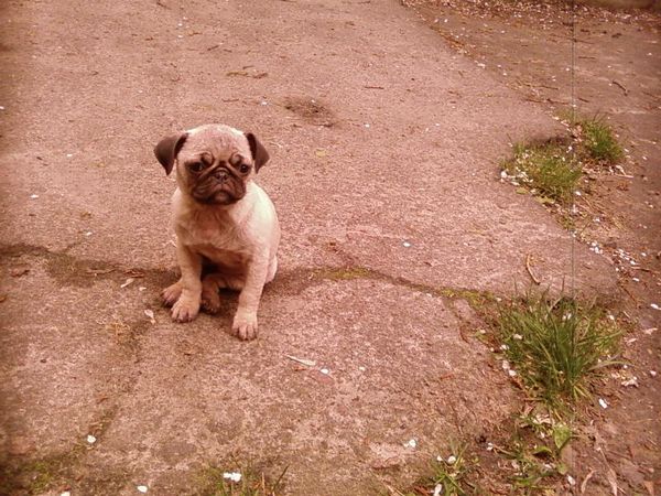 Первая прогулка