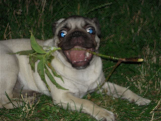 Мой домашний крокодильчик