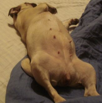 Моё сладкое пузо