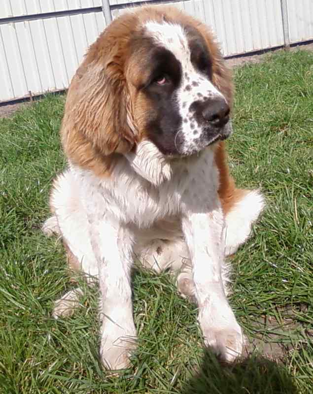 Вот тким неуклюжимон был в 9 месяцев