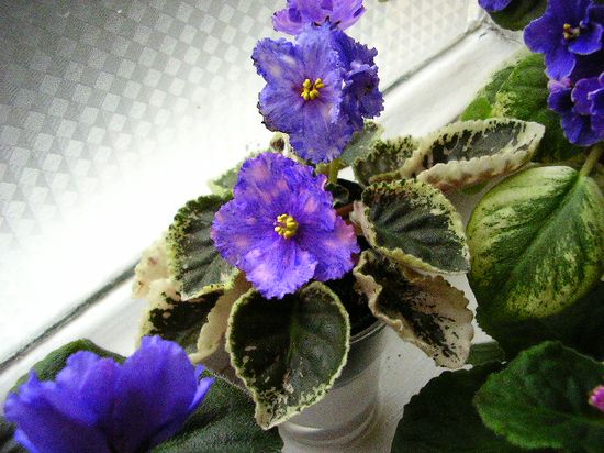 БОС-Марсианочка