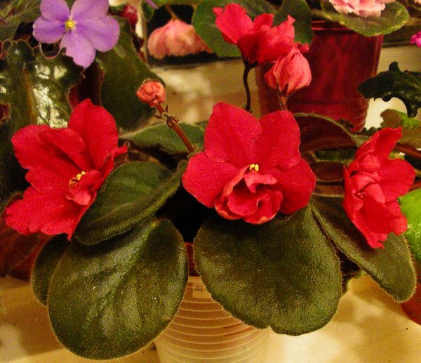 Мисс Москва