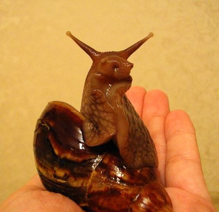 &quot;Сидит девица в избе, а коса - на улице&quot;:))