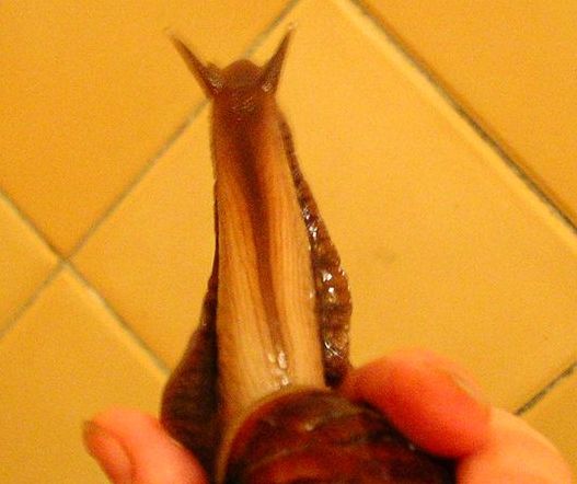 А у меня...а у меня...вот такенная шея! Жирафы мы!