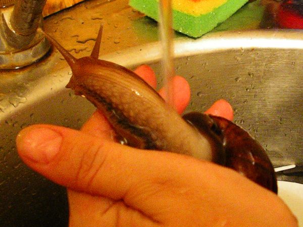 Хозяйка, потри спинку!