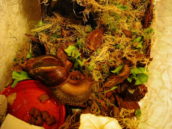 Слева виден вход...т.е. вполз в дом