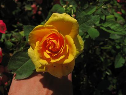 это комнатная роза