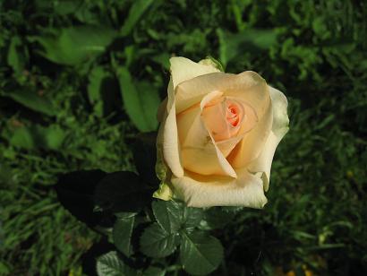 роза которую я сама вырастила