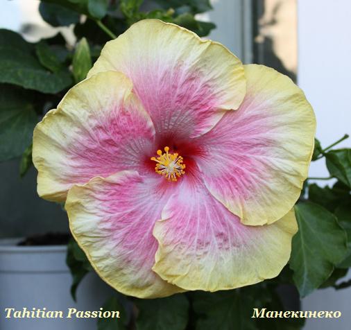 IMG_2444Tahitian Passion 120808.jpg