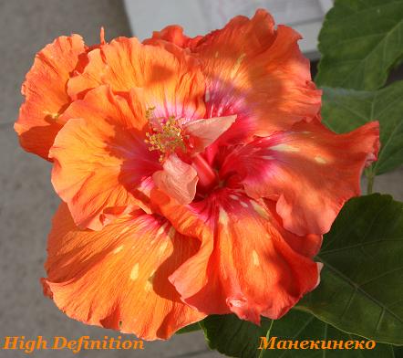 IMG_2422High Definition.jpg