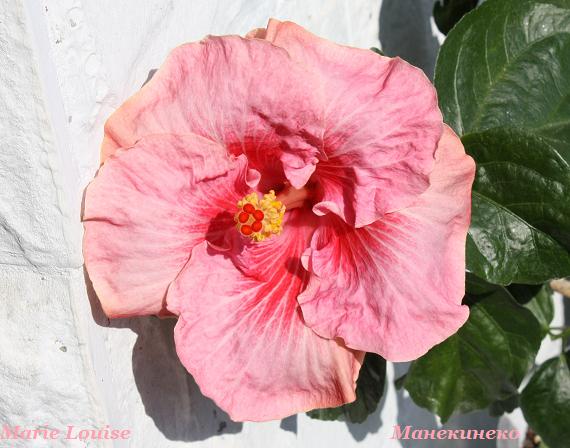 IMG_2420 Marie Louise   120909.jpg