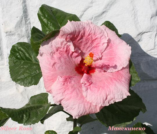 IMG_2427Silver Rose 120909.jpg