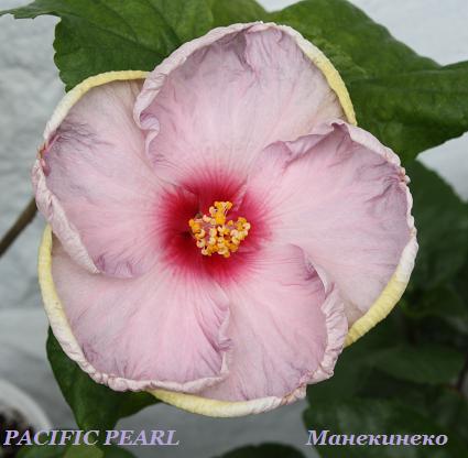 IMG_2413PACIFIC PEARL  1.jpg