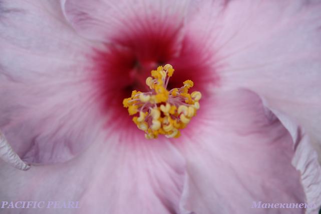 IMG_2414PACIFIC PEARL 2.jpg