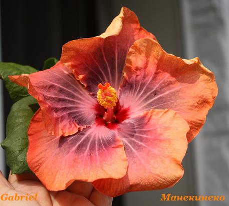 IMG_2466Gabriel  140909.jpg