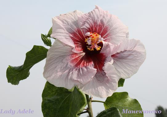 IMG_2463 Lady Adele.jpg