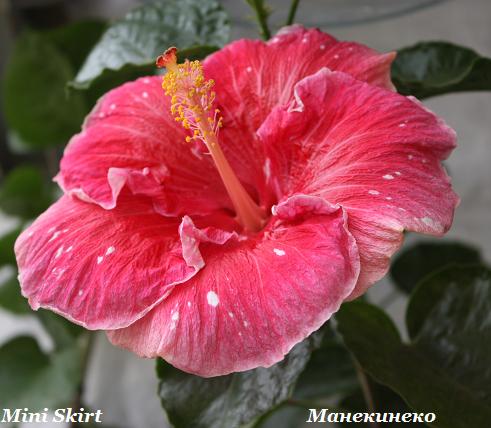 IMG_2467Mini Skirt 140909.jpg