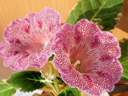 Вишневая мелель