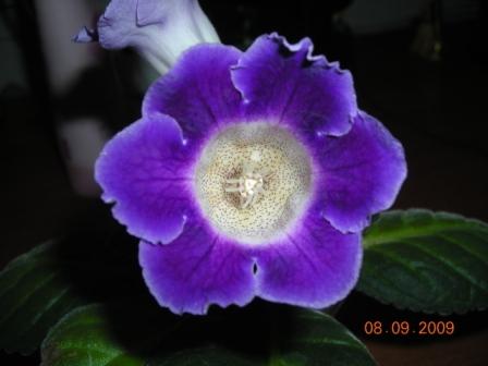 полумини сереневая