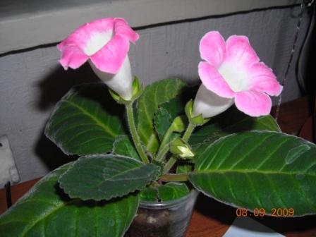 полумини розовая