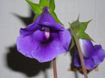 Тидея синяя