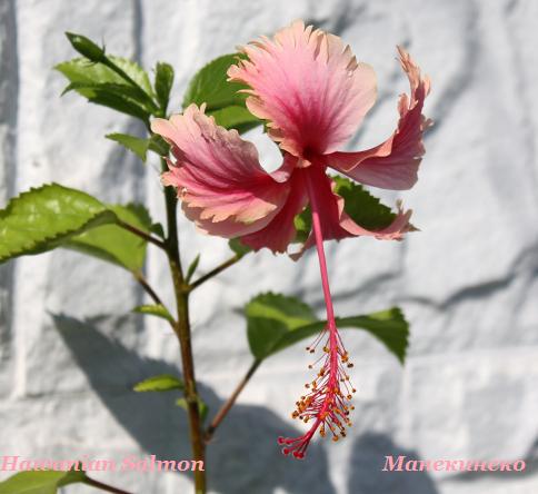 IMG_2469 Hawanian Salmon 1.jpg