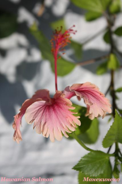 IMG_2474Hawanian Salmon 4.jpg