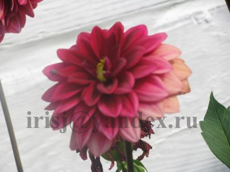 Не сильно удачное фото, но очень красивый цвет