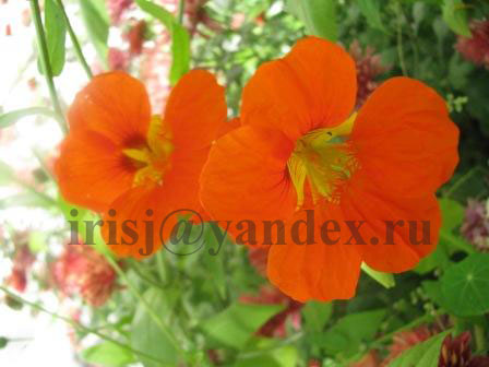 Очень люблю настурции