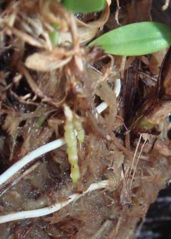 Корни мини-дендрика на коре