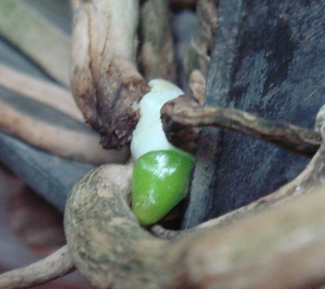 Корни ванды