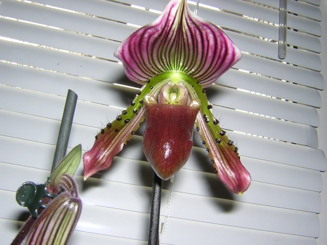 Обычный гибрид